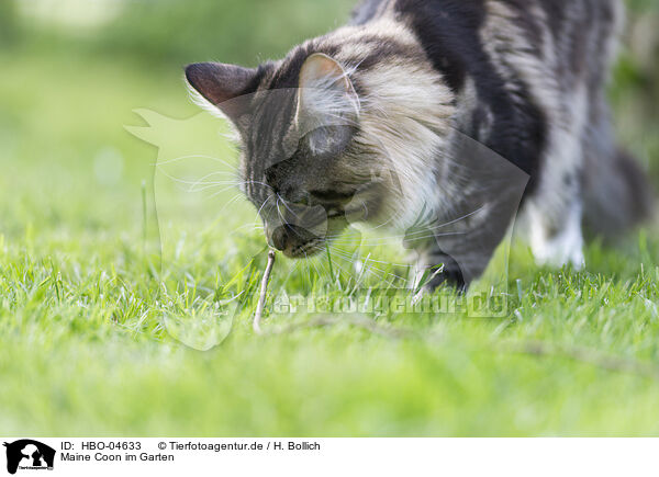 Maine Coon im Garten / HBO-04633