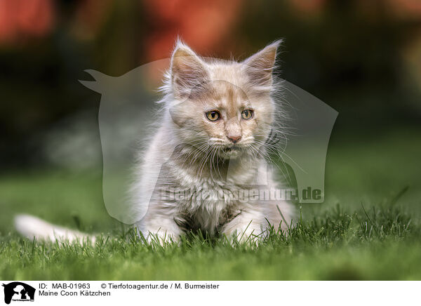 Maine Coon Ktzchen / MAB-01963