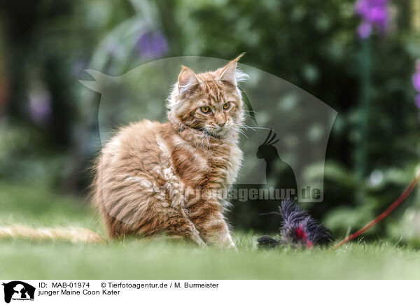 junger Maine Coon Kater / MAB-01974