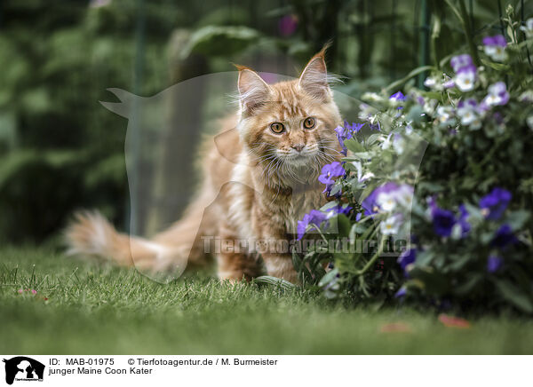 junger Maine Coon Kater / young Maine Coon tomcat / MAB-01975