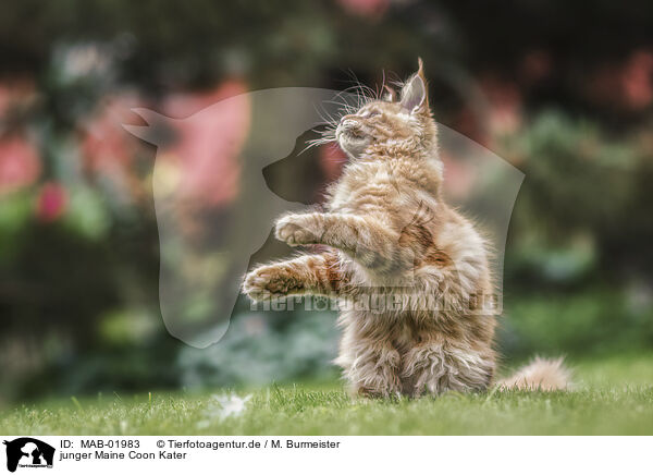 junger Maine Coon Kater / MAB-01983