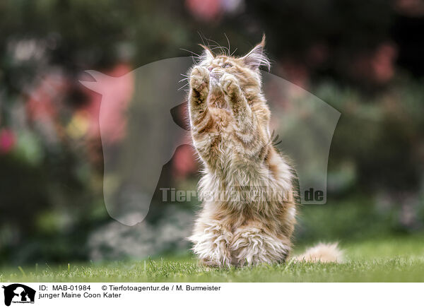 junger Maine Coon Kater / MAB-01984