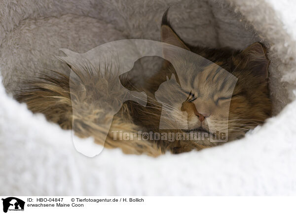 erwachsene Maine Coon / HBO-04847