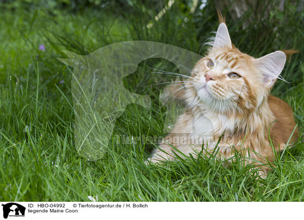 liegende Maine Coon / lying Maine Coon / HBO-04992