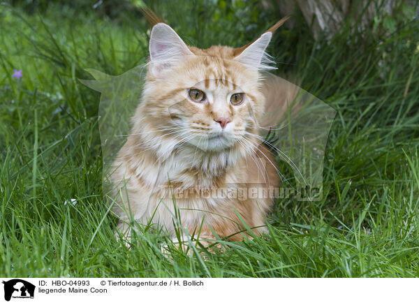liegende Maine Coon / lying Maine Coon / HBO-04993