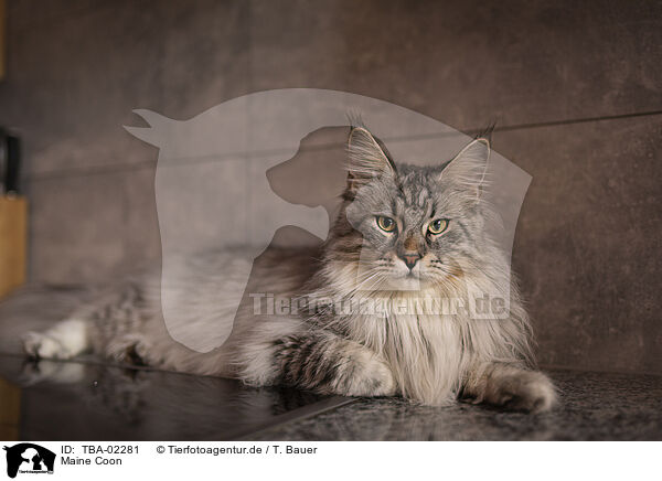 Maine Coon / Maine Coon / TBA-02281