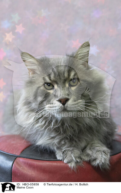 Maine Coon / HBO-05858