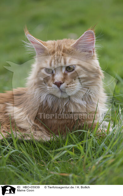 Maine Coon / Maine Coon / HBO-05939
