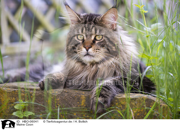 Maine Coon / HBO-06041
