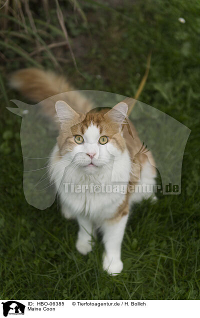Maine Coon / HBO-06385