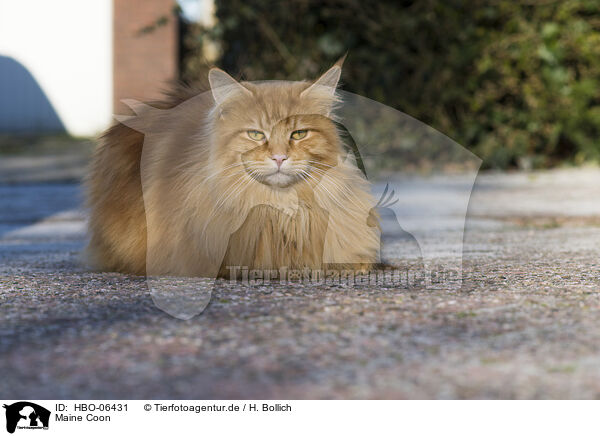 Maine Coon / Maine Coon / HBO-06431