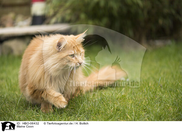Maine Coon / HBO-06432