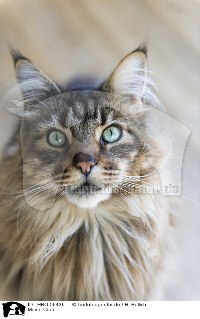 Maine Coon / HBO-06436