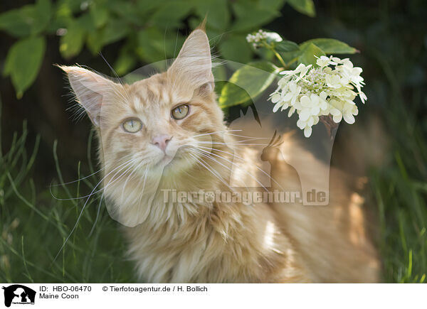 Maine Coon / HBO-06470