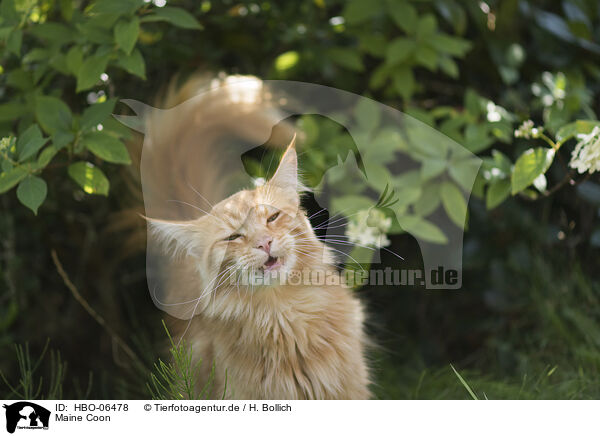 Maine Coon / HBO-06478