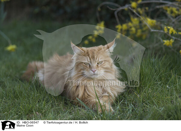 Maine Coon / Maine Coon / HBO-06547