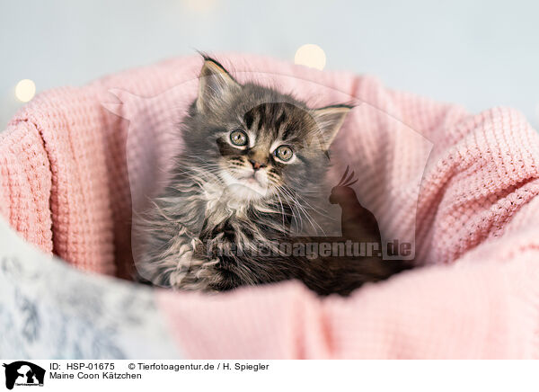 Maine Coon Ktzchen / Maine Coon Kitten / HSP-01675