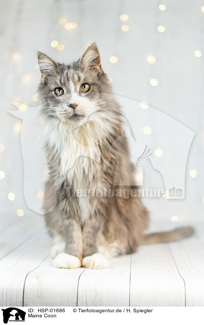 Maine Coon / Maine Coon / HSP-01686