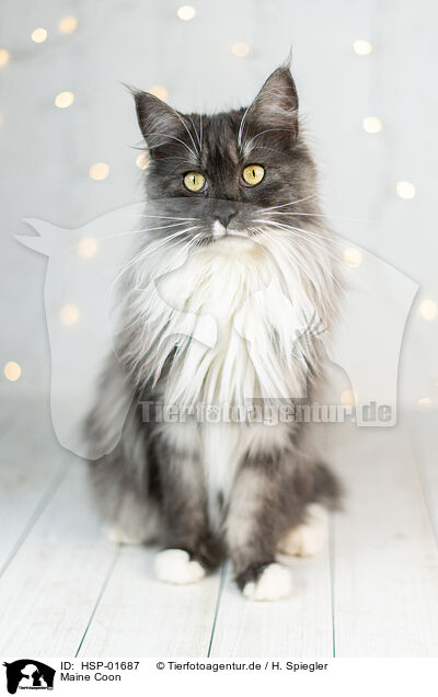 Maine Coon / Maine Coon / HSP-01687