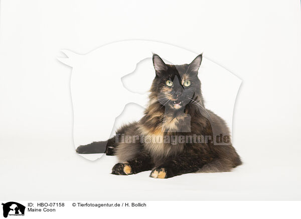 Maine Coon / HBO-07158