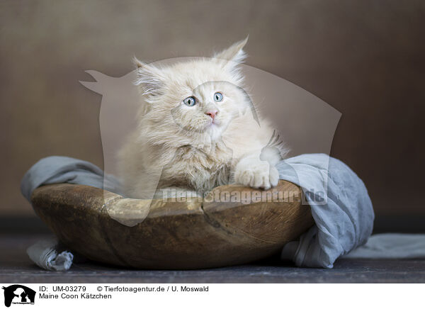 Maine Coon Ktzchen / Maine Coon kitten / UM-03279