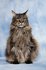 sitzende Maine Coon