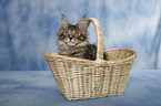 Maine Coon Ktzchen im Korb