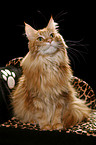 sitzende Maine Coon