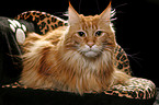 Maine Coon auf Sofa