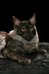 liegende Maine Coon