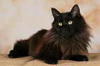 liegende Maine Coon