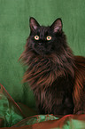 sitzende Maine Coon