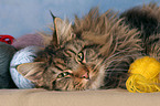 liegende Maine Coon