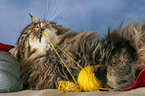 spielende Maine Coon