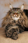 liegende Maine Coon