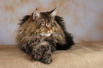 liegende Maine Coon