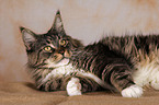 liegende Maine Coon