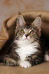 Maine Coon Ktzchen