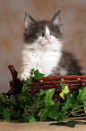 Maine Coon Ktzchen