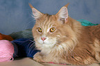 liegende Maine Coon