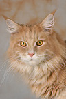 Maine Coon Portrait