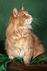 sitzende Maine Coon