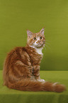 sitzende Maine Coon