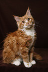 Maine Coon