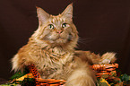 Maine Coon im Krbchen