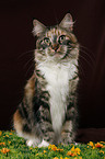 Maine Coon