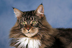 Maine Coon Portrait