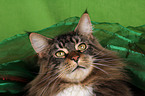 Maine Coon Portrait