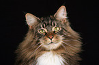 Maine Coon Portrait