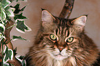 Maine Coon Portrait